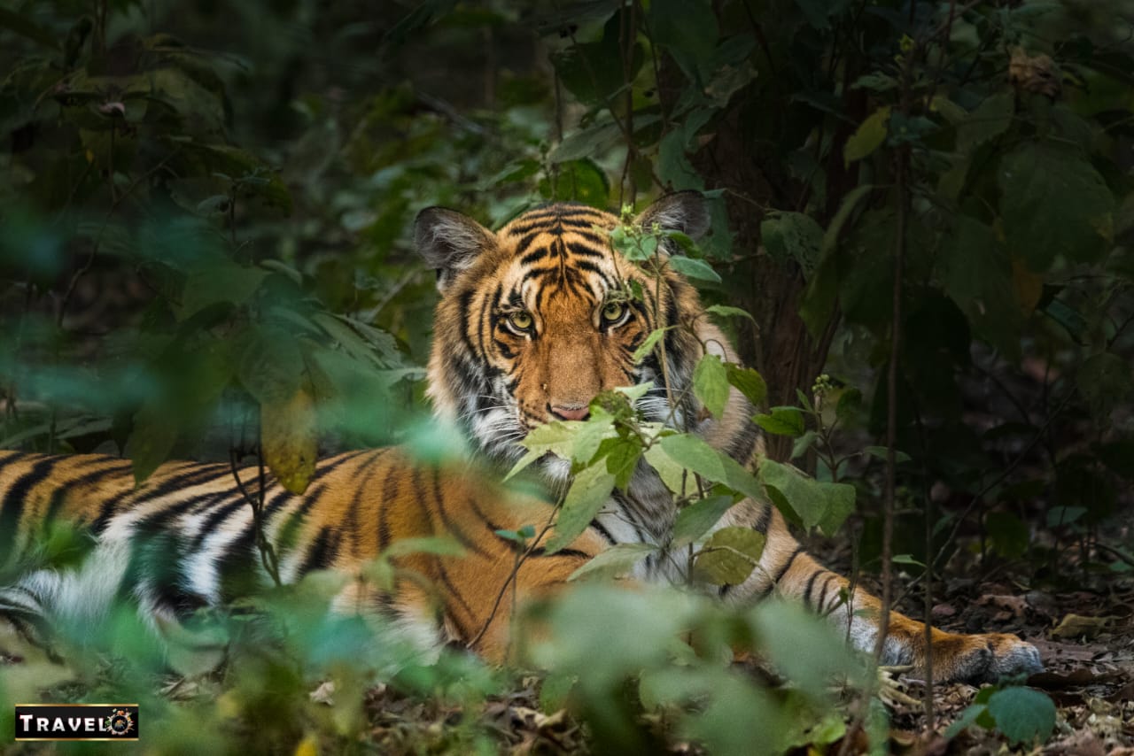 Sanjay Dubri Tiger Reserve
