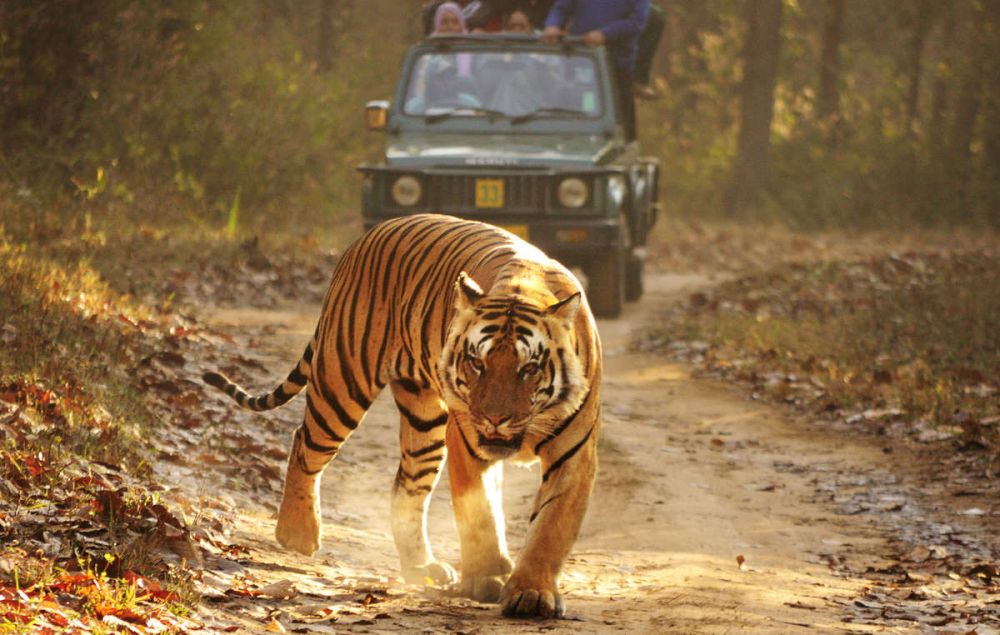 Kanha Tiger Reserve