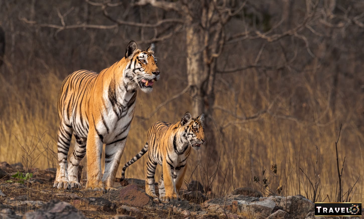 Panna Tiger Reserve