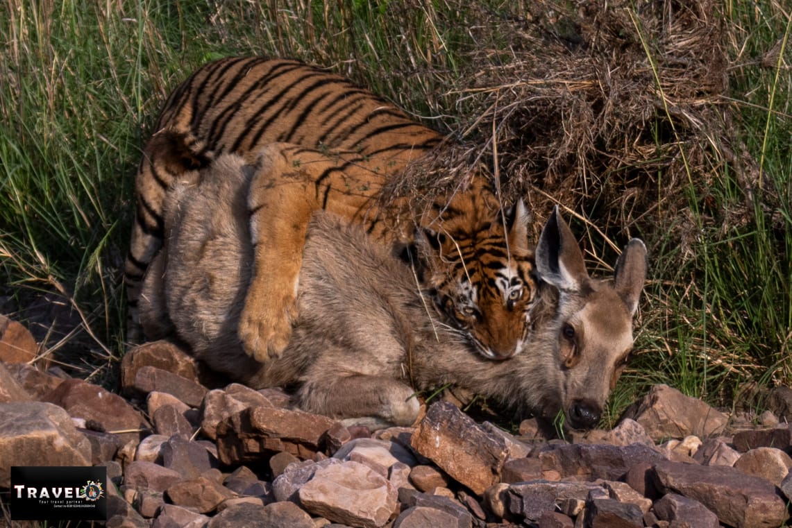 Ranthambore National Park