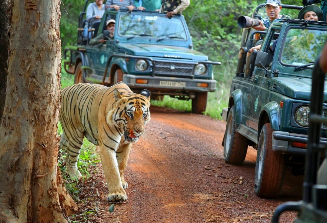 Tadoba Andhari Tiger Reserve
