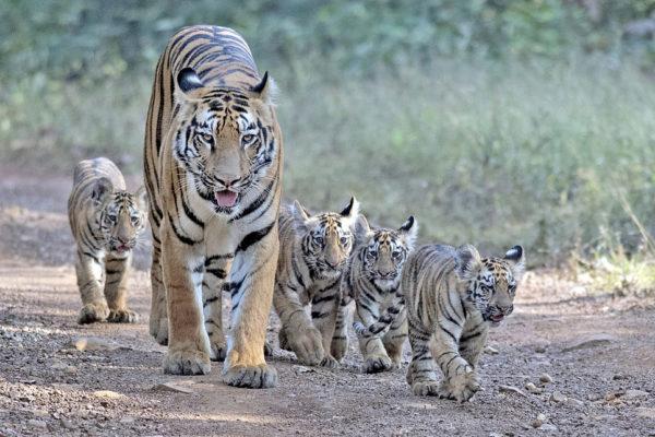 Nagzira Tiger Reserve