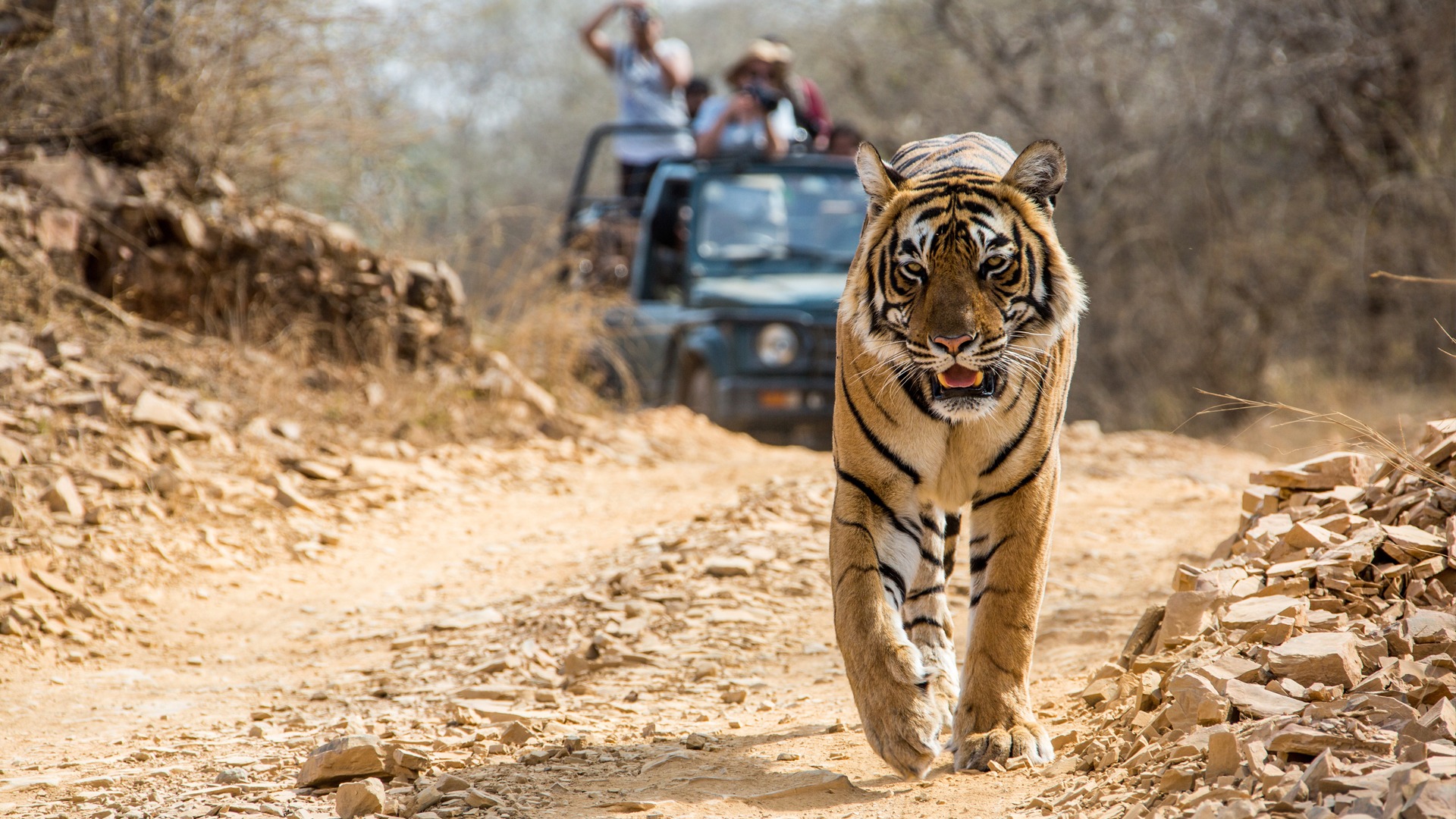 Bandhavgarh Tiger Reserve