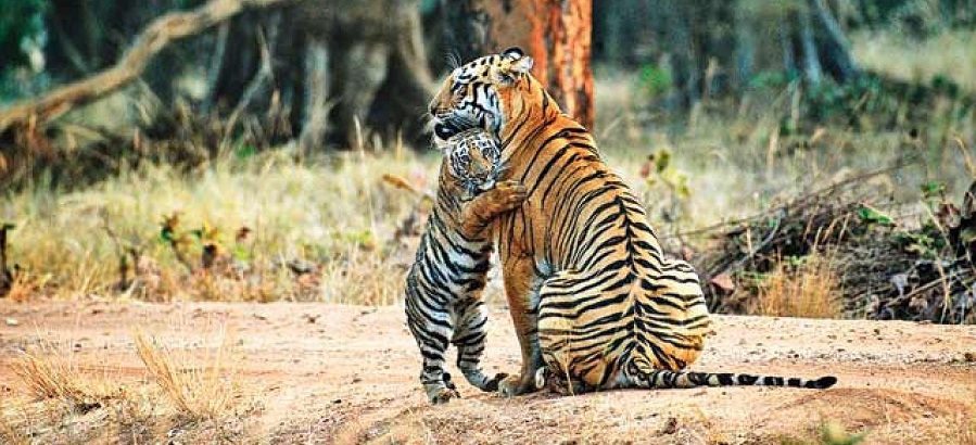 Pench National Park