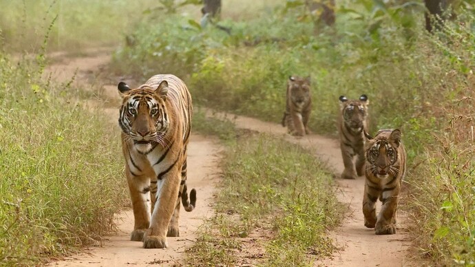 Satpura Tiger Reserve